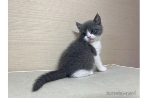 成約済の茨城県のスコティッシュフォールド-102833の1枚目